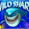 Wild Shark